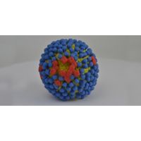 A 3D print of influenza virus shows the yellow surface covered with proteins called hemagglutinin (colored blue) and neuraminidase (colored red) that enable the virus to enter and infect human cells. Image provided by the National Institutes of Health.