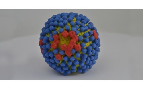 A 3D print of influenza virus shows the yellow surface covered with proteins called hemagglutinin (colored blue) and neuraminidase (colored red) that enable the virus to enter and infect human cells. Image provided by the National Institutes of Health.