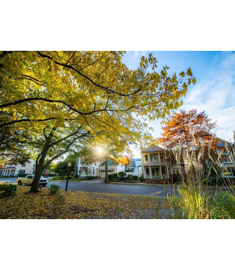 image of Harbor Town houses