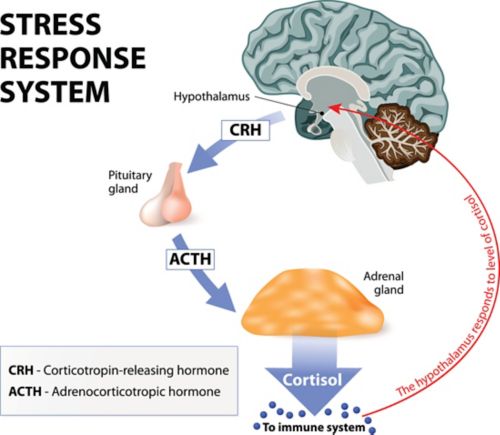 stress response system with brain, hypothalamus, pituitary gland, cortisol, adrenal gland