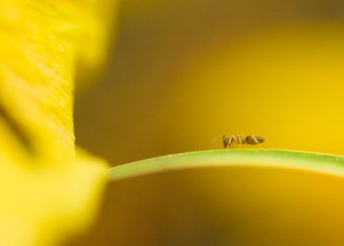 Foto amarilla brillante de una hormiga trepando sobre una hoja.