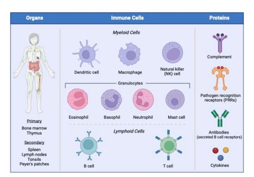 immune system cells diagram