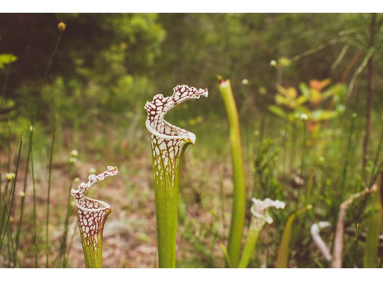 Close up of Crimson Pitcher Plants