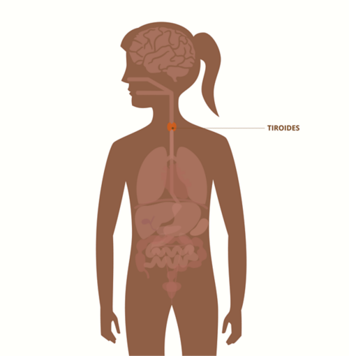 Gráfico del cuerpo de una mujer adulta que muestra la disposición de los órganos visibles; la glándula tiroides resaltada y etiquetada.