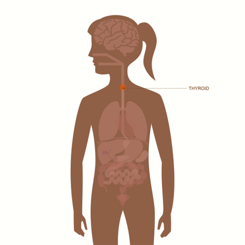 Gráfico del cuerpo de una mujer adulta que muestra la disposición de los órganos visibles; la glándula tiroides resaltada y etiquetada.