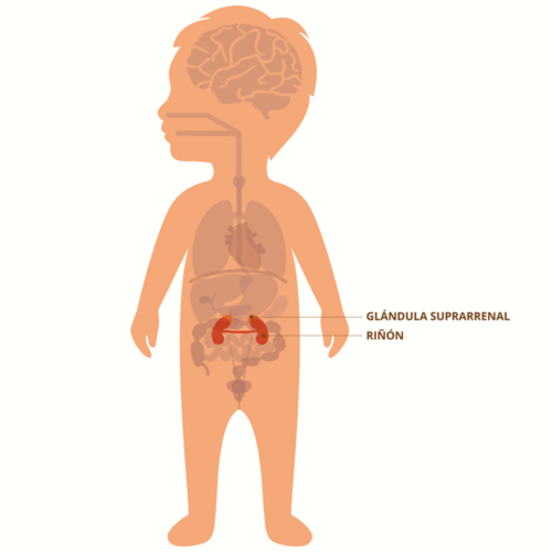 Gráfico de un niño pequeño que muestra la disposición de los órganos con las glándulas suprarrenales y los riñones resaltados y etiquetados