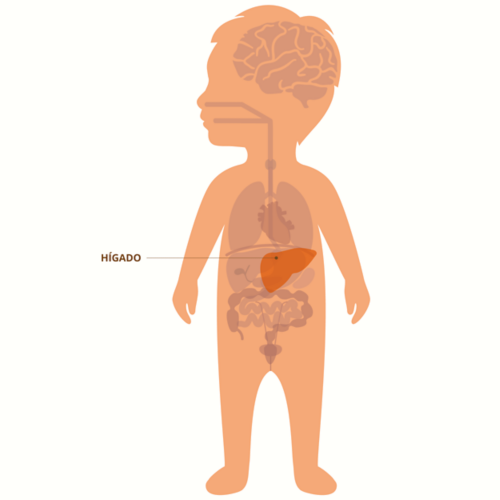 Gráfico de un niño pequeño que muestra la disposición de los órganos, con el hígado resaltado y etiquetado