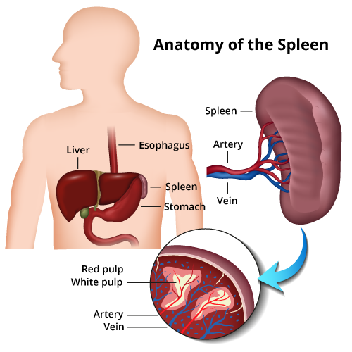 A graphic of the spleen, with the left view showing the outside and the right view showing a cross section. In the cross section, there are labels for the capsule, trabecula, vascular sinusoid, and white pulp.