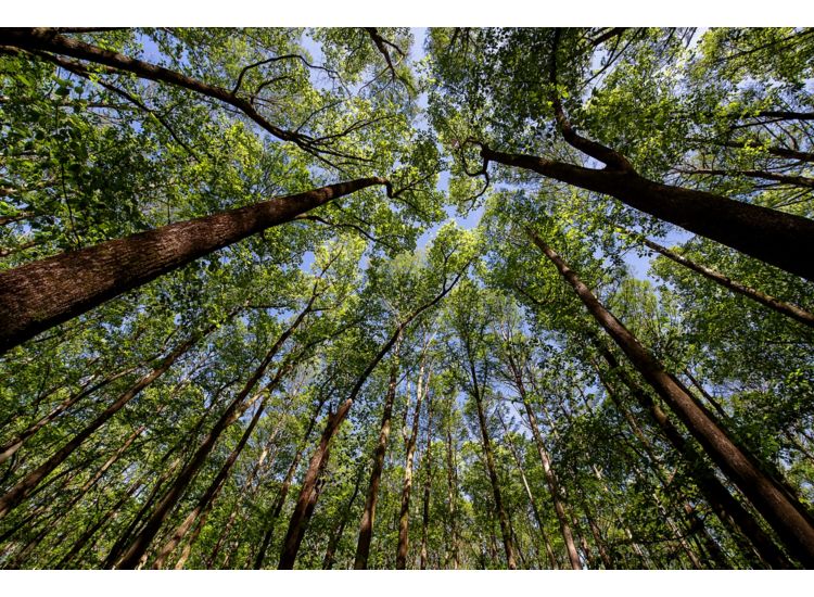 photo looking up at a tree canopy