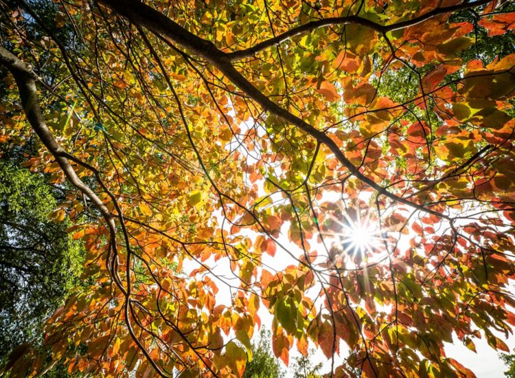 Sunlight speckles through the autumn leaves of a tree.