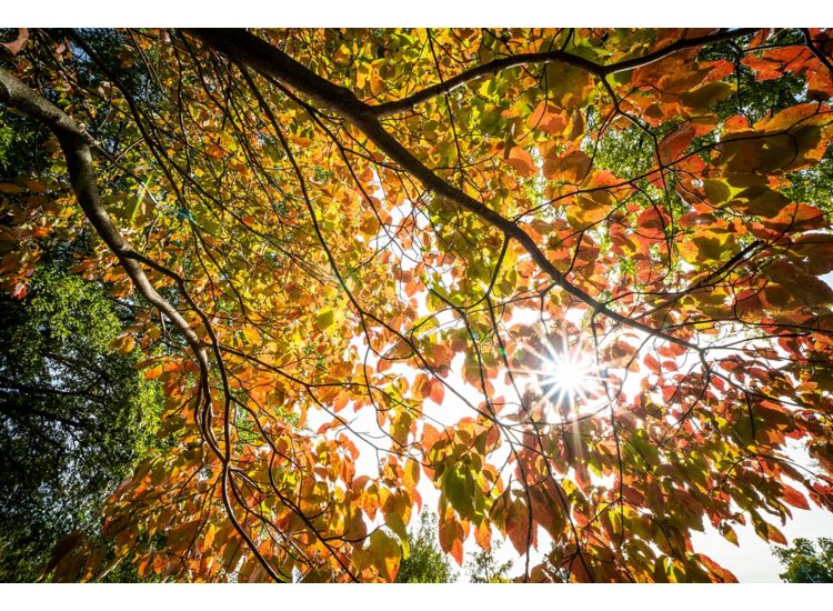 Sunlight speckles through the autumn leaves of a tree.