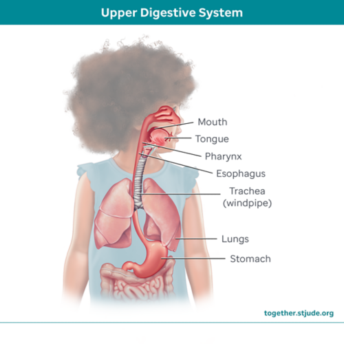 Upper digestive system including mouth, tongue, pharynx, esophagus, trachea, lungs, and stomach