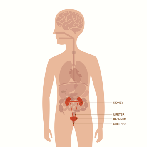 Gráfico de um corpo adulto masculino com camadas de órgãos visíveis. Os órgãos do trato urinário estão destacados, incluindo o rim, ureter, bexiga e uretra.