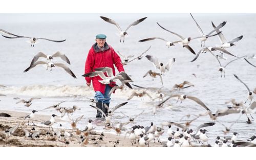 image of man walking on beach with sea gulls