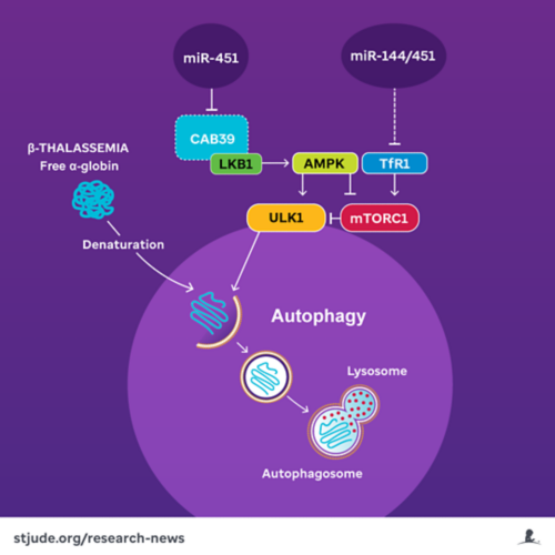 MicroRNAs 144/451 block autophagy