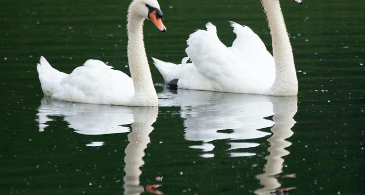 Close up of two swans on a lake