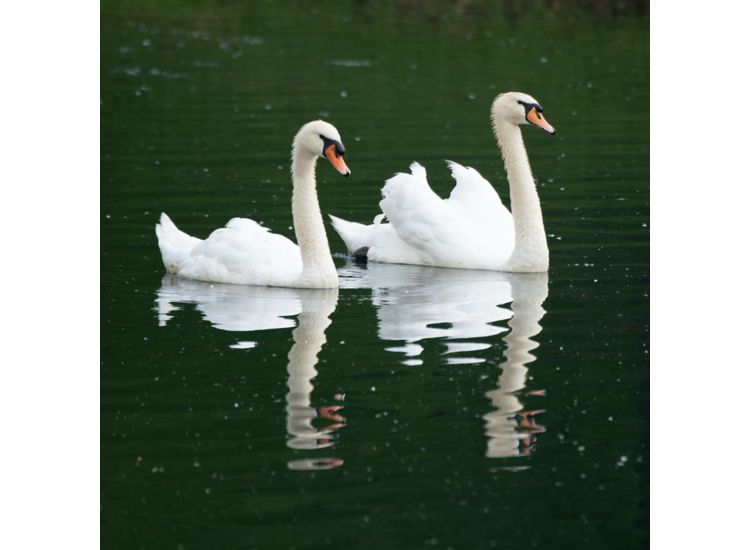 Close up of two swans on a lake