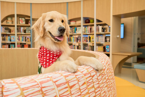 Rose, a Golden Retriever