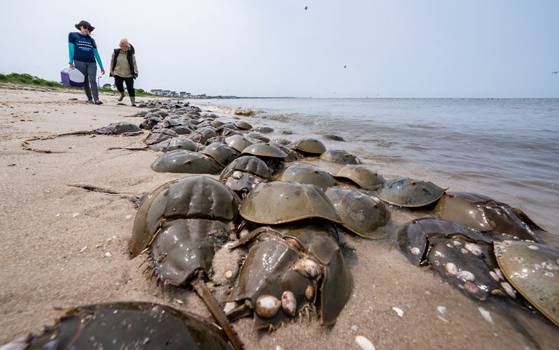 large group of horseshoe crabs