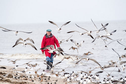 photo of man walking on seashore surrounded by gulls