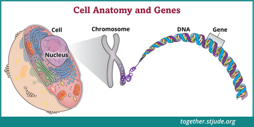 Chaque cellule est contrôlée par des gènes qui indiquent aux cellules comment fonctionner, et quand se développer et se diviser.