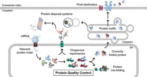 A Graphic showing protein synthesis