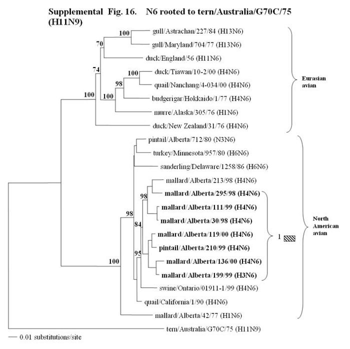 Feral duck Figure 16