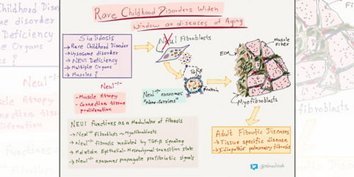 Drawing that illustrates how rare childhood disorders affect aging