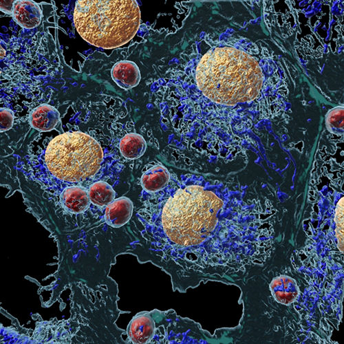 illustration of cells