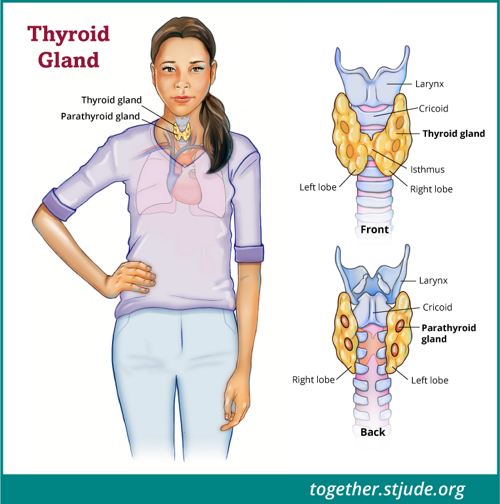 Graphic of an adult female body with layover of organs visible and the thyroid gland is highlighted and labeled.