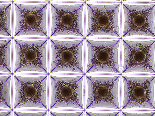 photo of microscopic slide