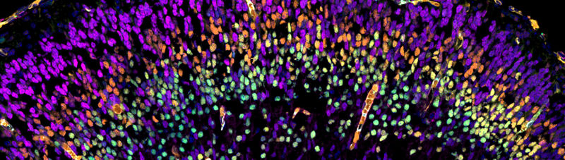 medical image of cell tissue