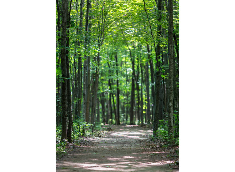 Tree lined trail through the woods.