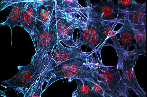 Capturing many cells together