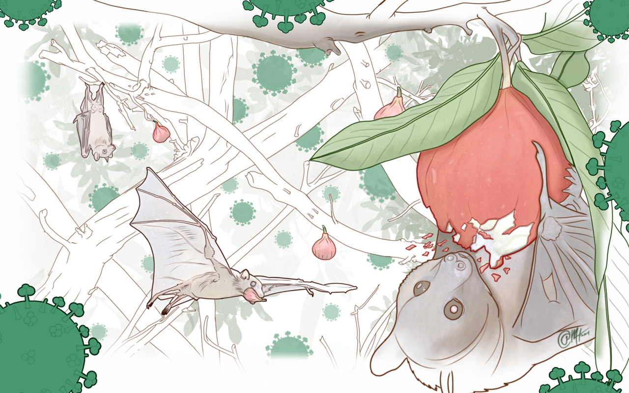 artist rendering of Egyptian bat species