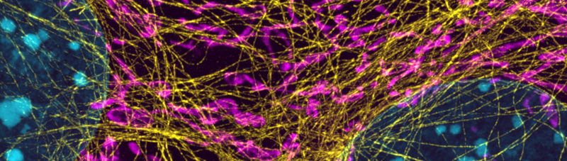 medical image of cell tissue