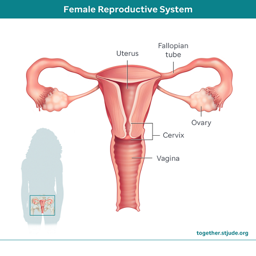 female reproductive system front view