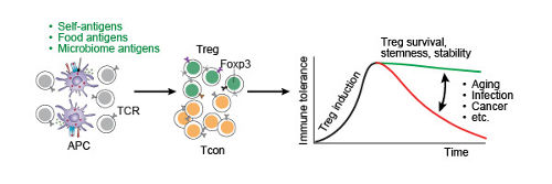 graphic showing Treg cells