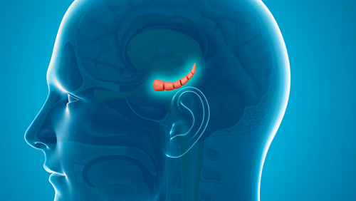 Hippocampus illustration