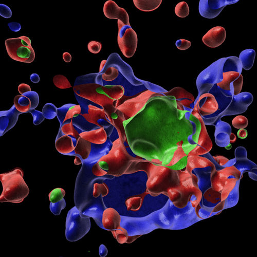 Zoom view of herpes simplex virus