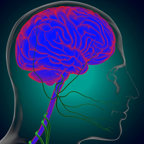 grpahic image of human brain