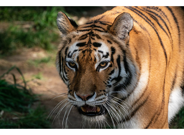 Stock photo of tiger