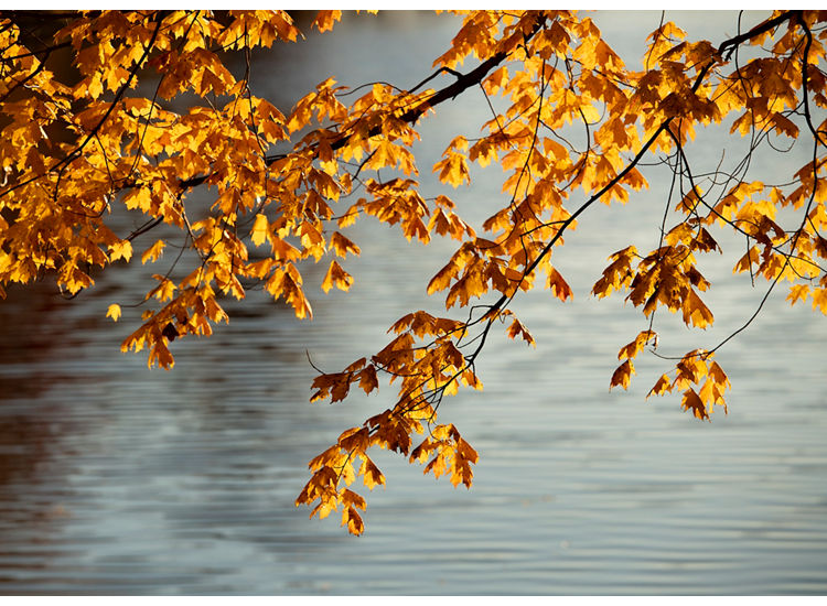 Sun shining through orange autumn leaves on a branch above a body of water.