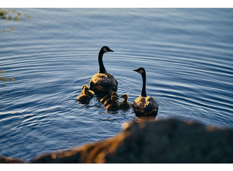 photos of ducks entering lake