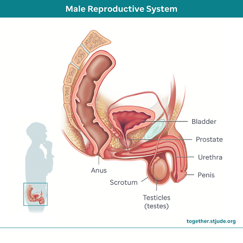 male reproductive system from side