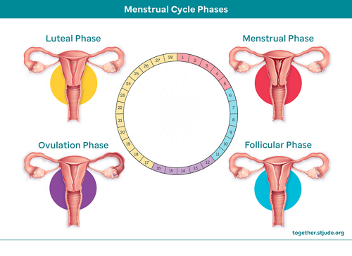Fases del ciclo menstrual
