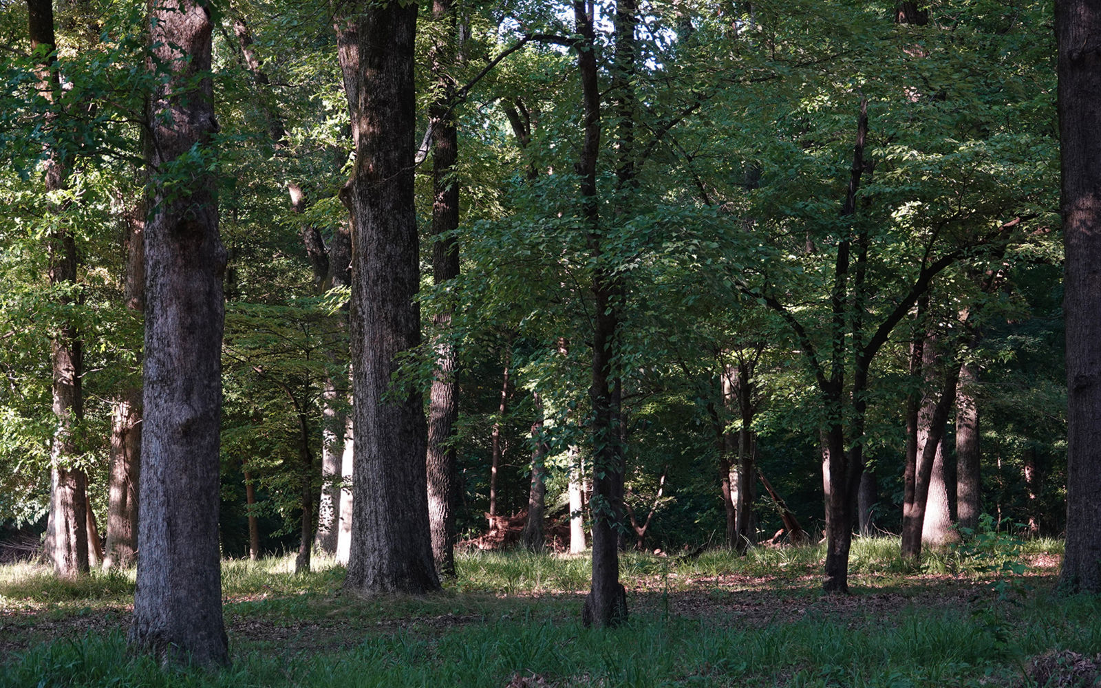 photo of woods in park
