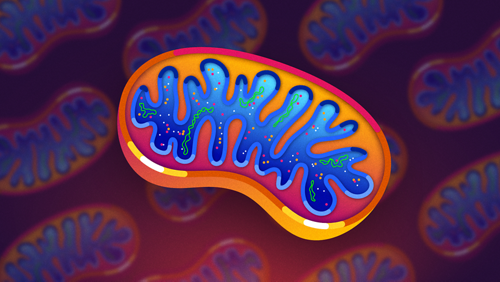 illustration of mitochondrial DNA