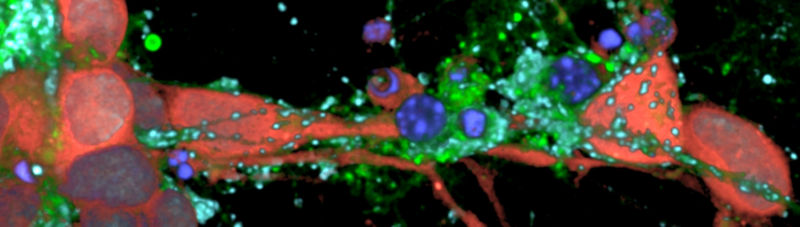 medical image of cell tissue