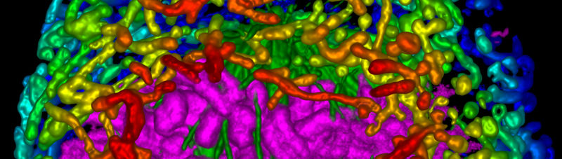 medical image of cell tissue